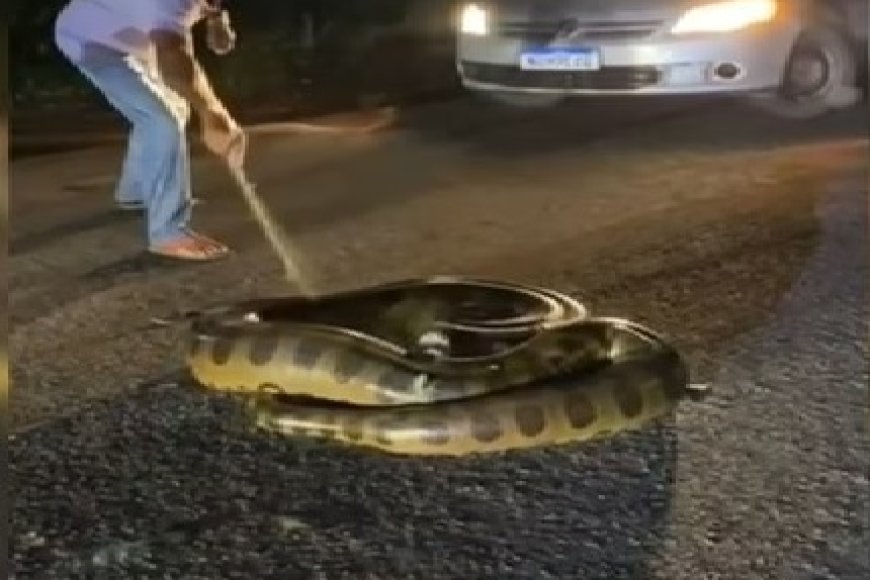 Sucuri gigante tenta atacar homem após ser atropelada por carro