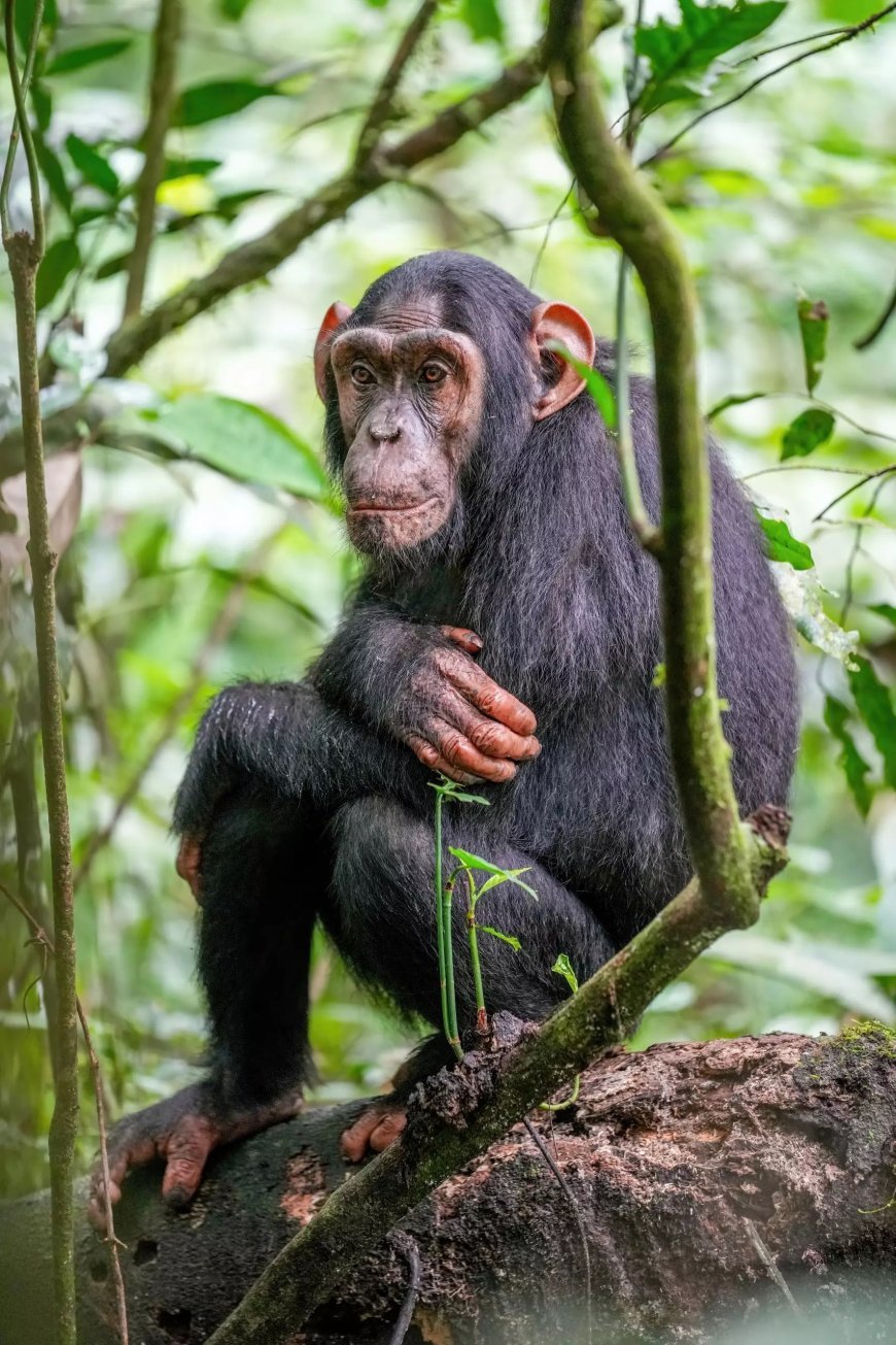 Chimpanzé rouba e mata bebê de oito meses