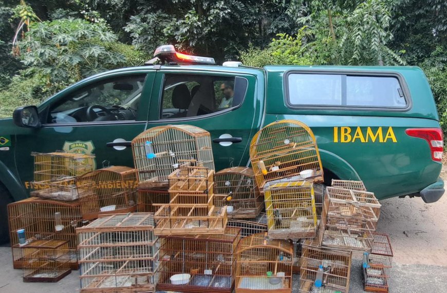 Ibama apreende 127 aves em operação contra o tráfico de animais silvestres na PB