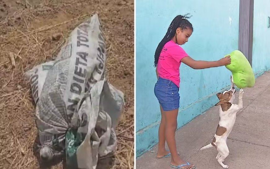 Menina de 9 anos salva cachorro abandonada amarrada dentro de sacola