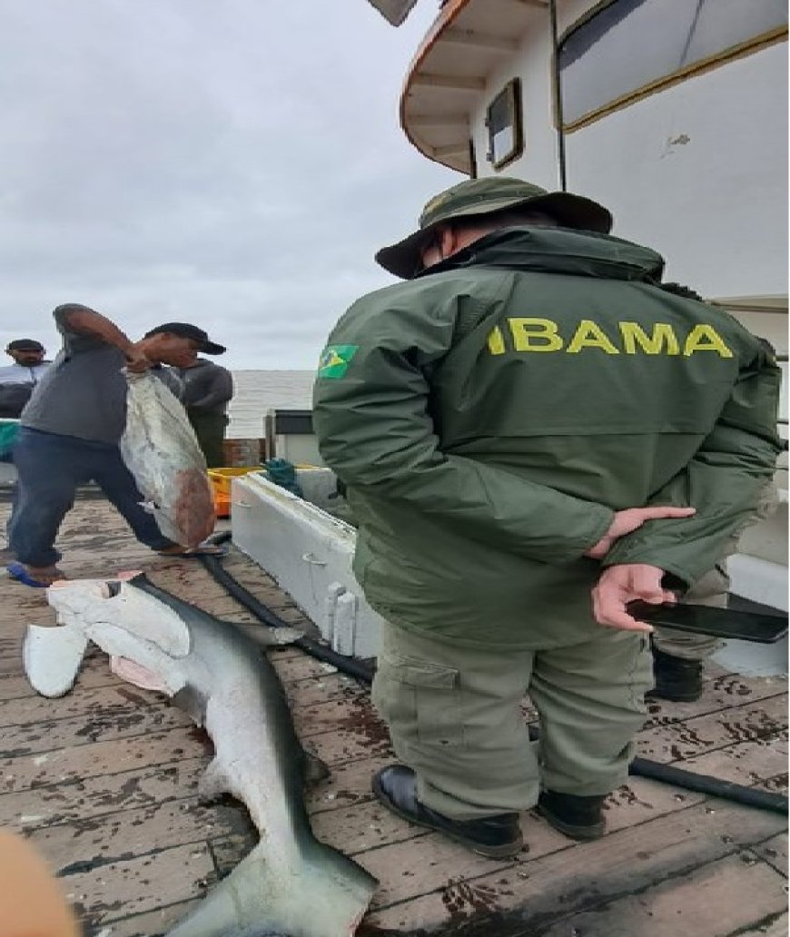 Ibama combate pesca ilegal de tubarões no Rio Grande do Sul