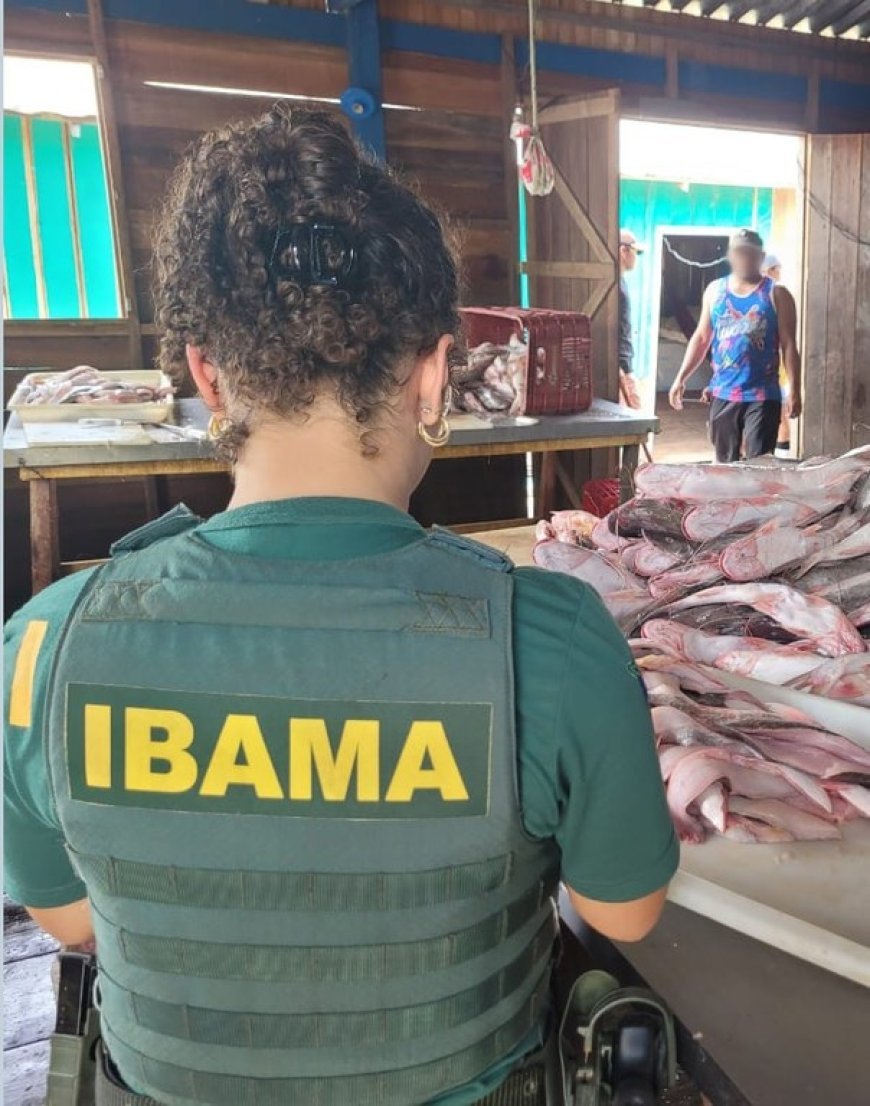 Operação do Ibama Amazonas revela esquema de pesca predatória e riscos à saúde pública