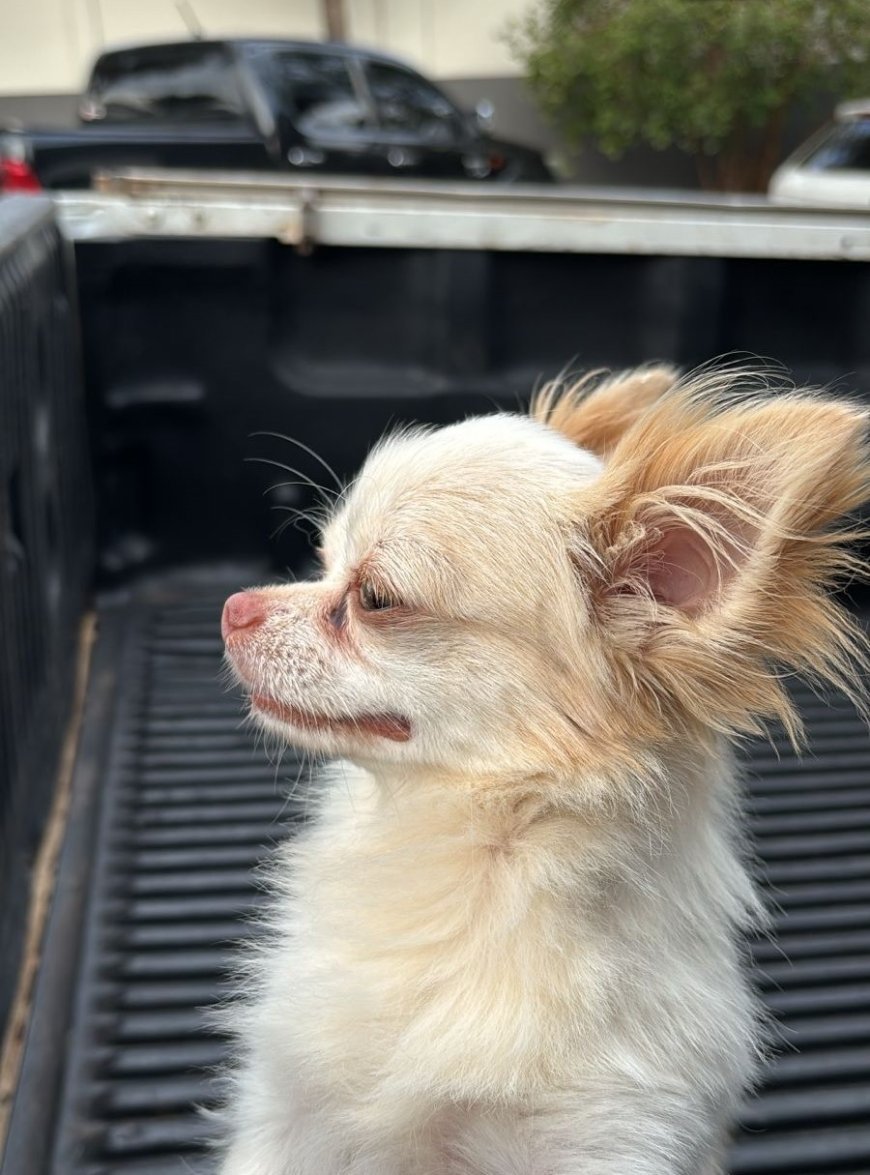 Cachorro furtado há um ano é recuperado pela Polícia Civil