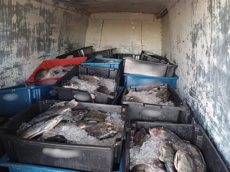 PRF apreende 2,1 toneladas de pescado irregular